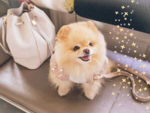 raça de cachorro Lulu da Pomerânia