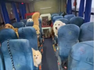 creche para cachorros em Criciúma