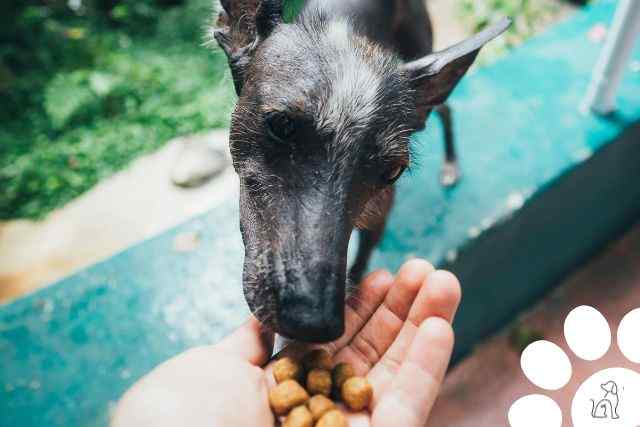 cachorro enjoou da ração