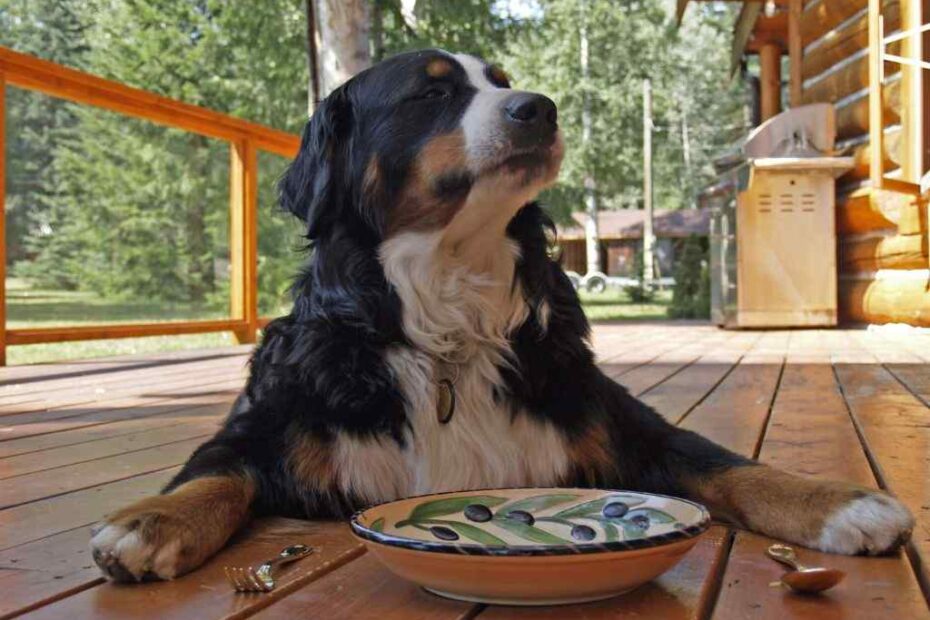 cachorro enjoou da ração