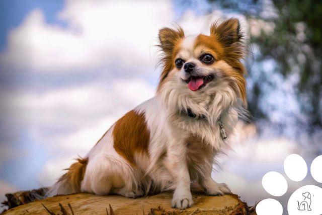 cachorros mais carinhosos