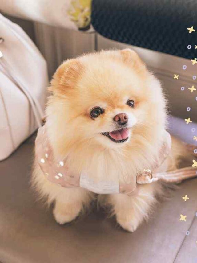 Lulu da Pomerânia