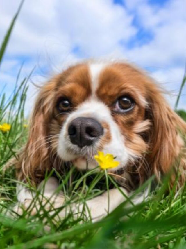 Mantenha longe essas plantas dos cachorros!