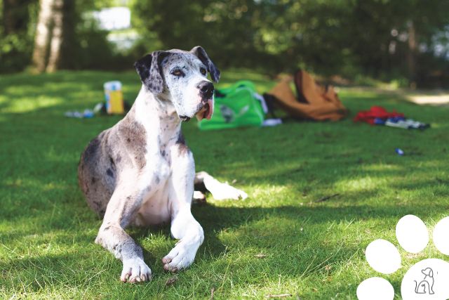 cachorros mais carinhosos