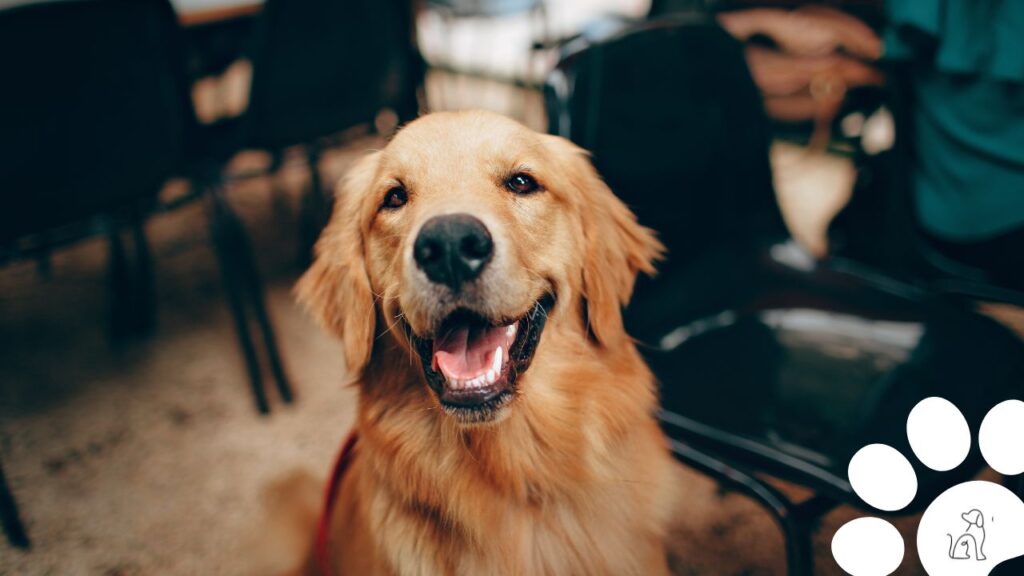 cachorro golden retriever