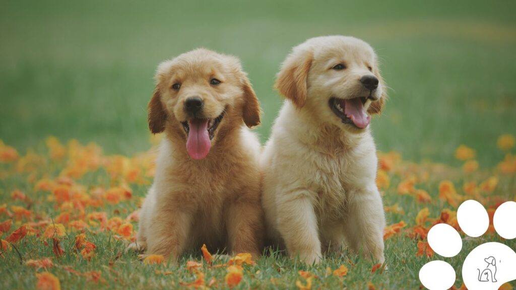 cachorro golden retriever