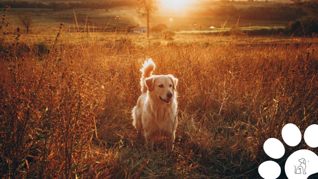 cachorro golden retriever