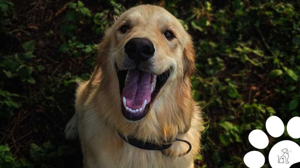 cachorro golden retriever