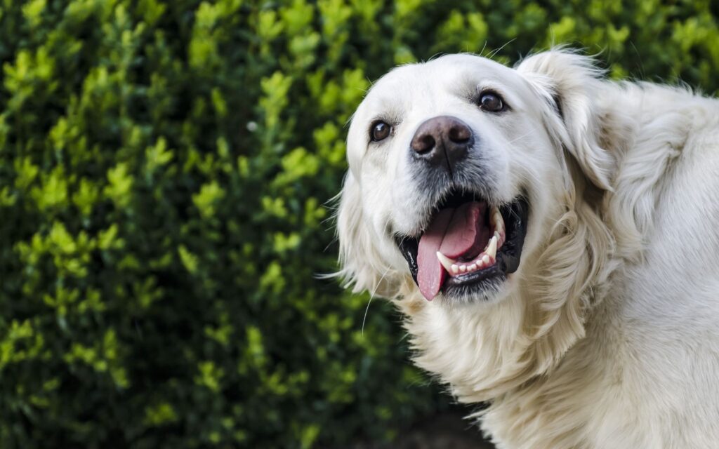 cachorro golden retriever