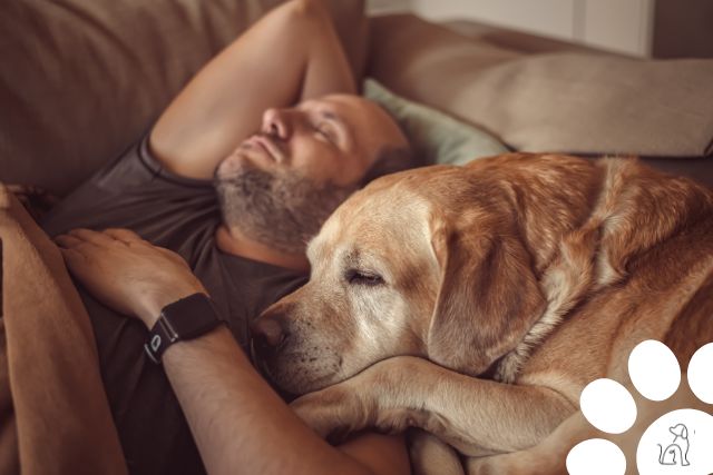 cachorros mais carinhosos