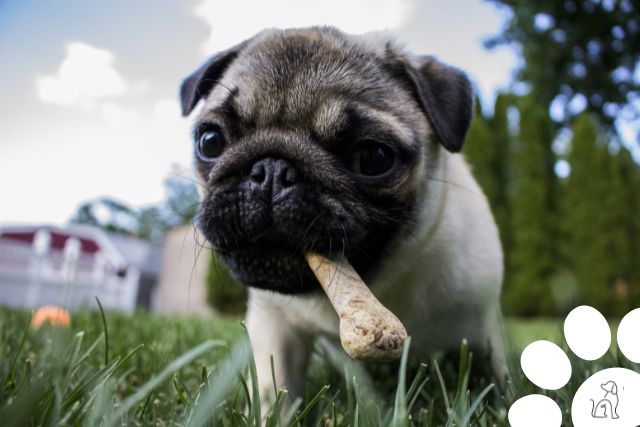 cachorros mais carinhosos