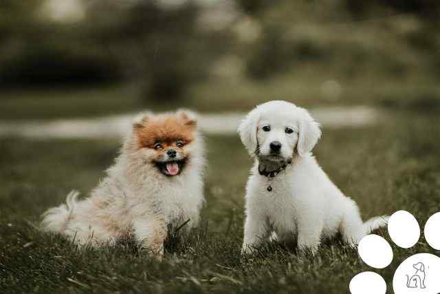 raça de cachorro Lulu da Pomerânia