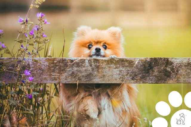 Raça de cachorro Lulu da Pomerânia