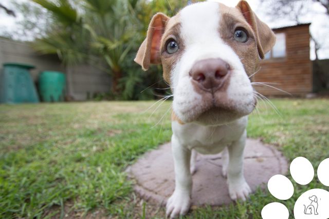 cachorros mais carinhosos