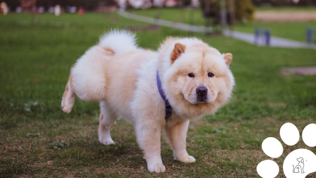 Tapete higiênico para cachorro