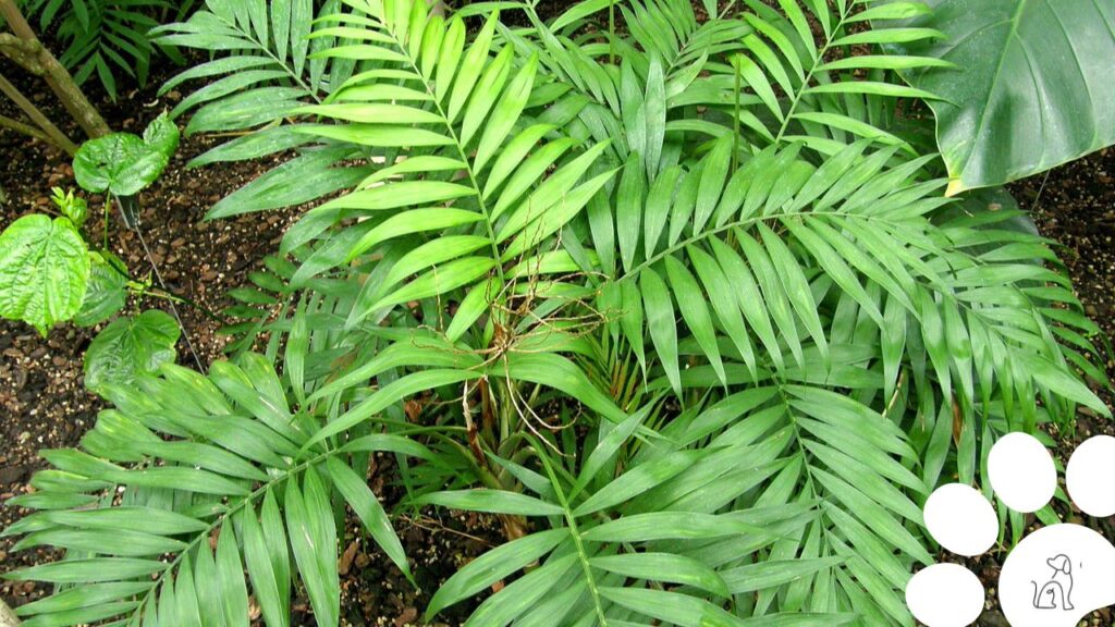 plantas seguras para cachorros