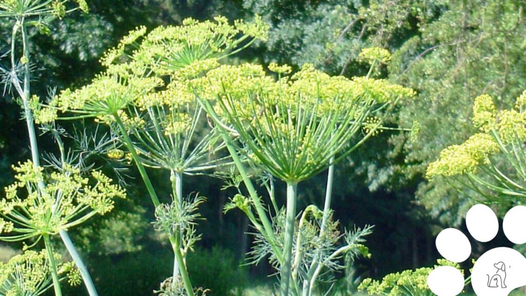 plantas seguras para cachorros