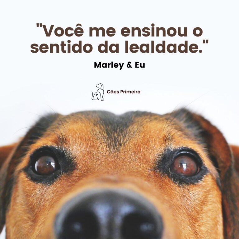 frases para cachorro