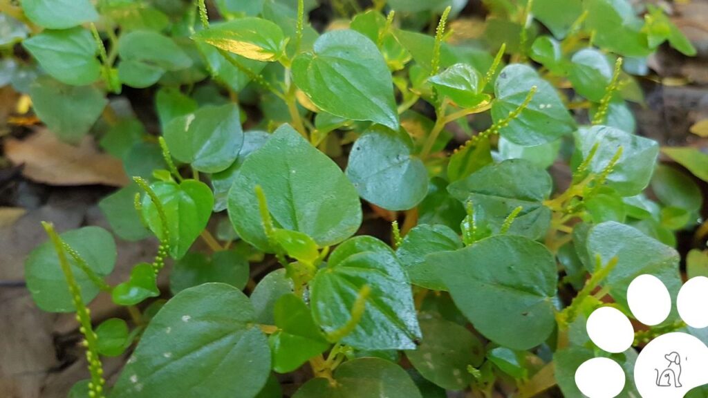 plantas seguras para cachorros