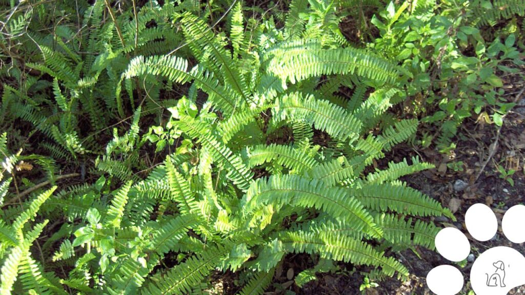 plantas seguras para cachorros