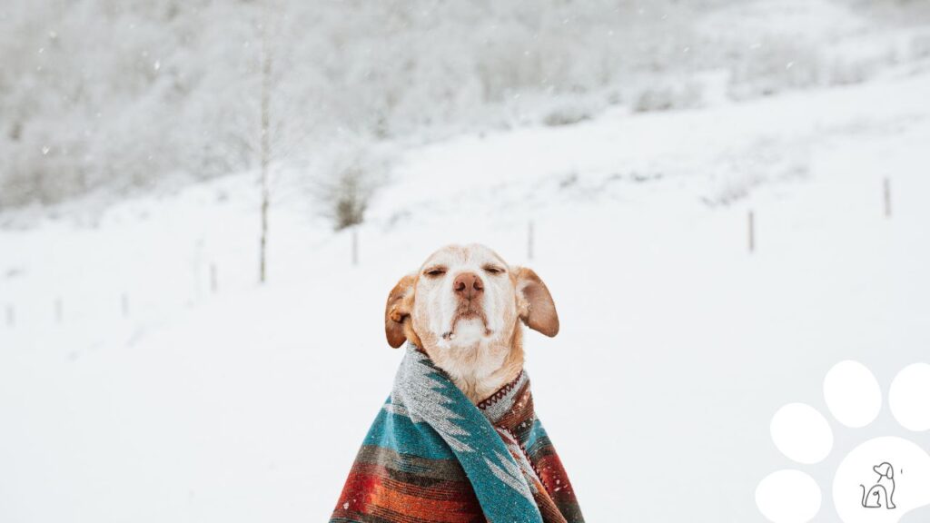 Cães aquecidos no inverno