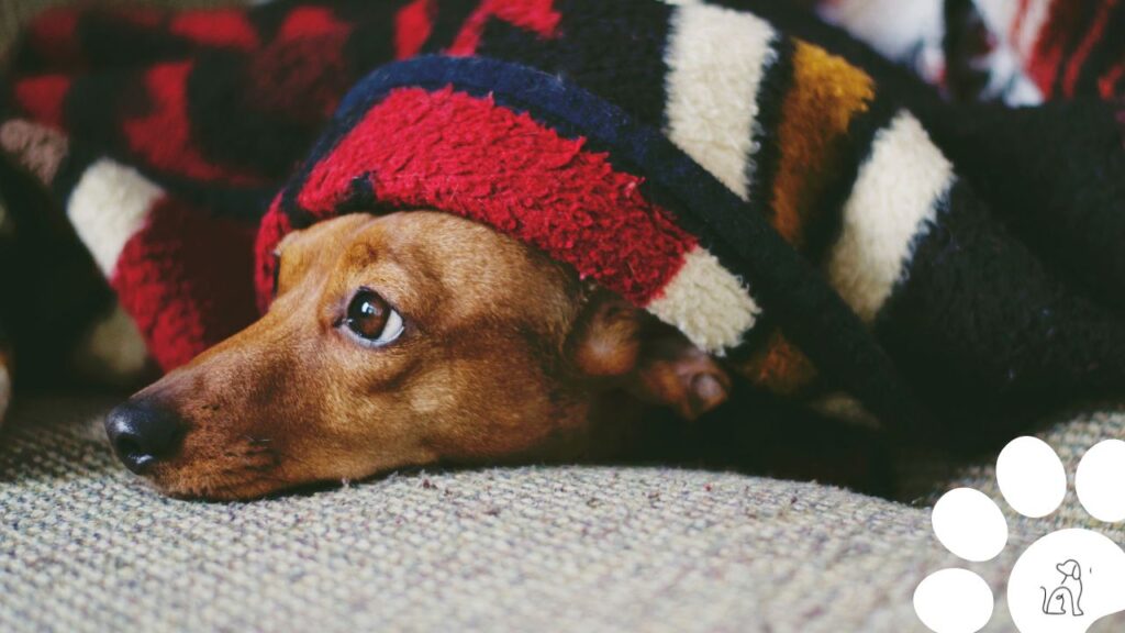 Cães aquecidos no inverno