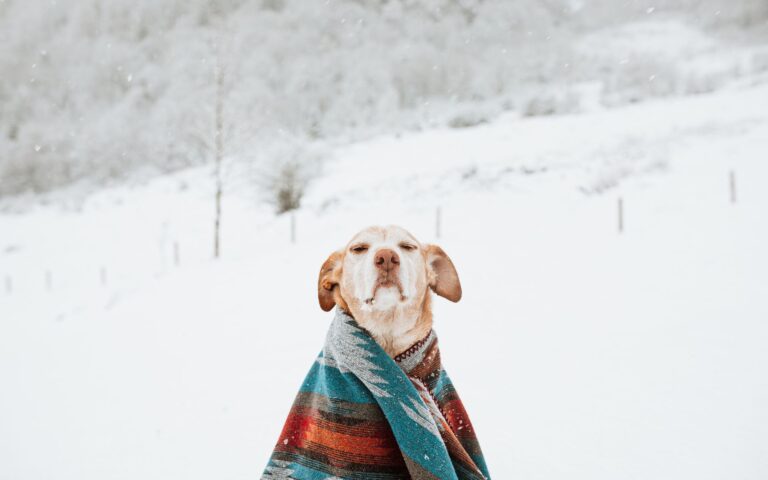 Cães aquecidos no inverno