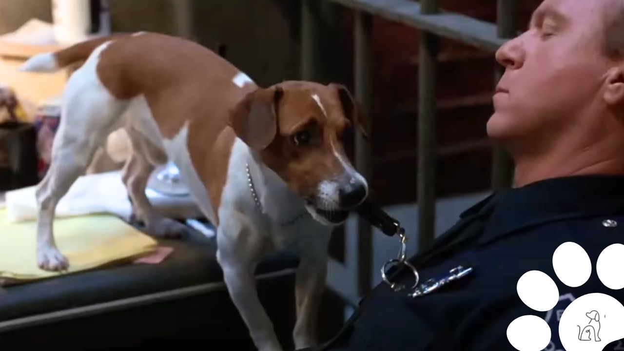 Cachorro do Máscara: veja a história do Milo mascara