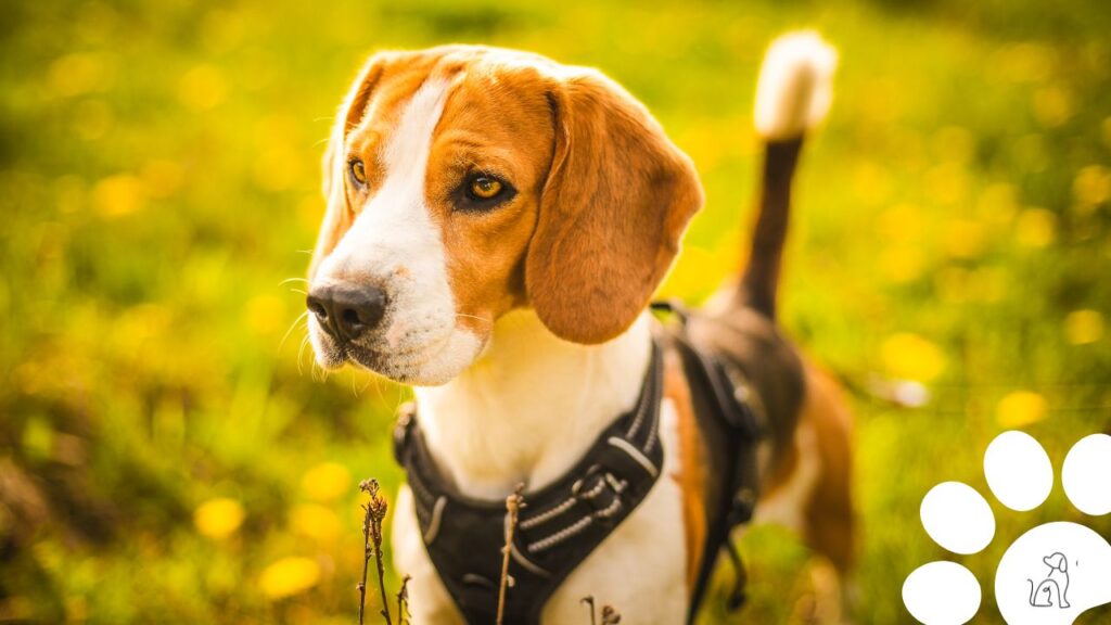 Coleiras anti-puxão para cachorro