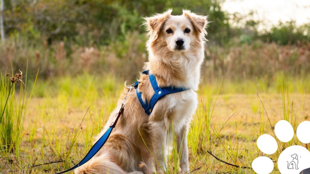 Coleiras anti-puxão para cachorro