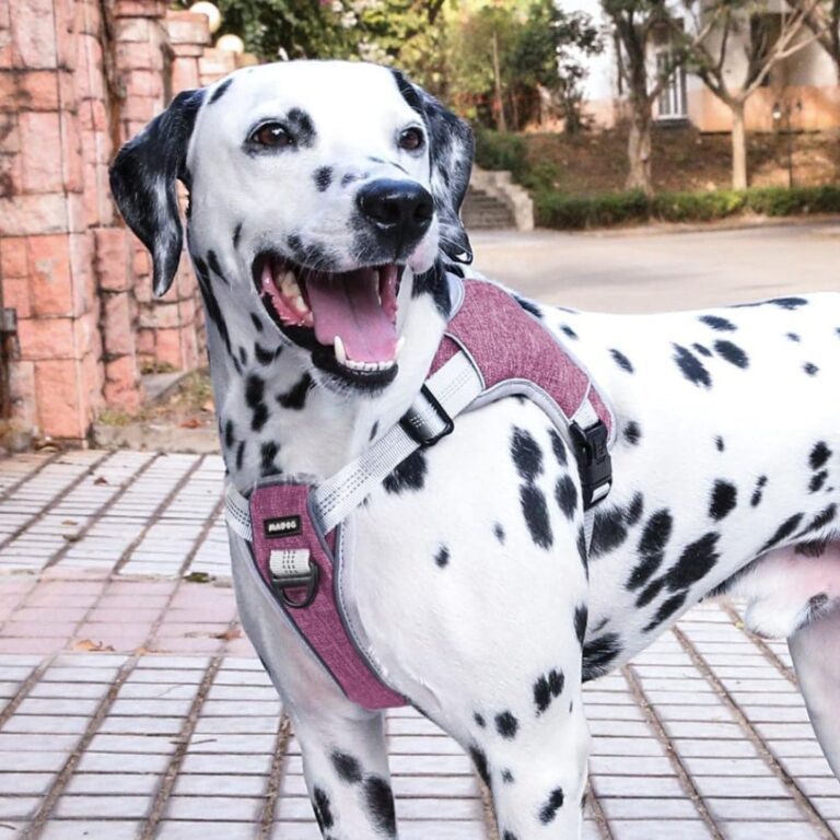 Coleiras anti-puxão para cachorro