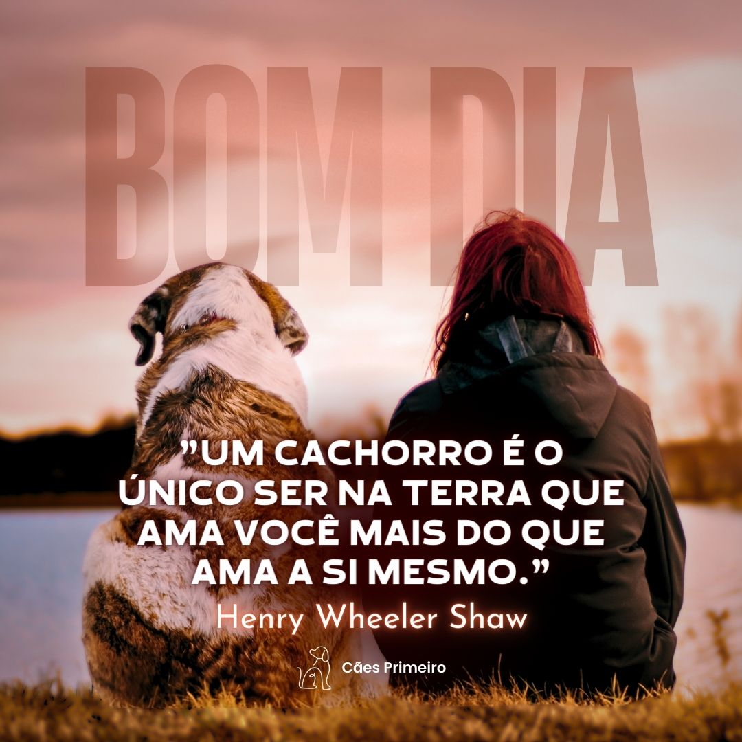 Amor de pet: +100 frases para cachorro curtas e engraçadas