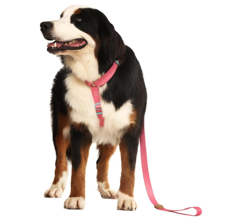 Coleiras anti-puxão para cachorro