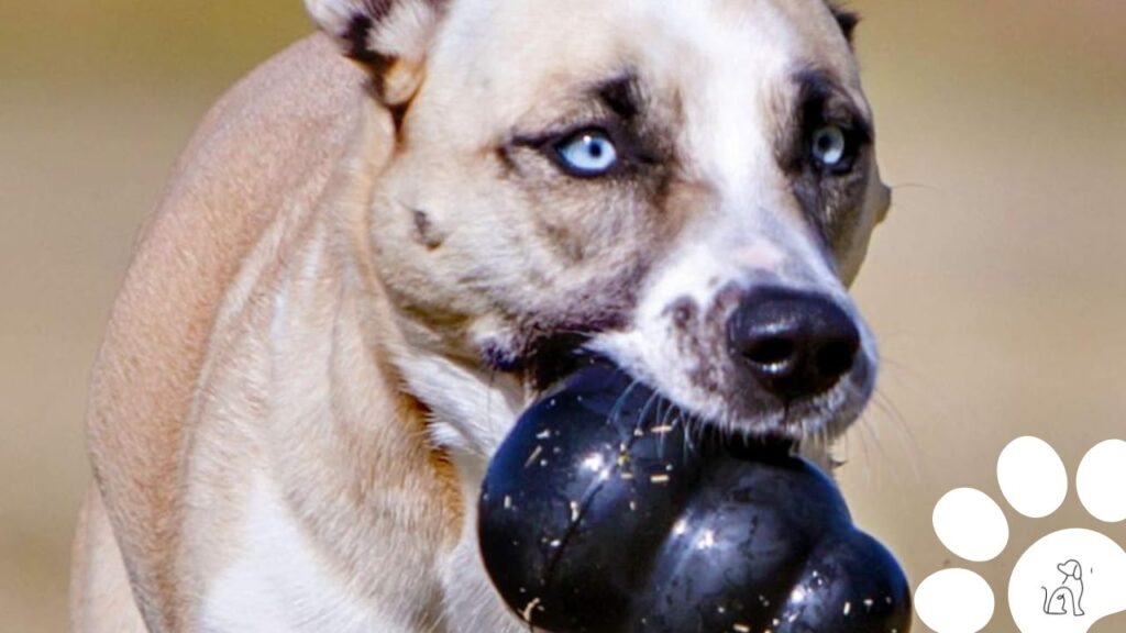 kong brinquedo para cachorro