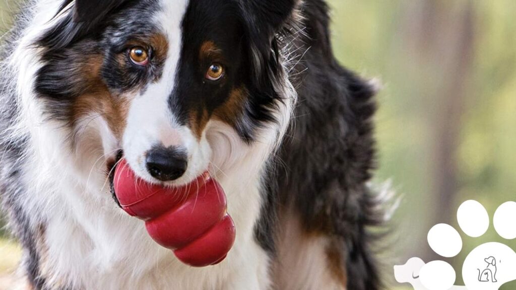 kong brinquedo para cachorro