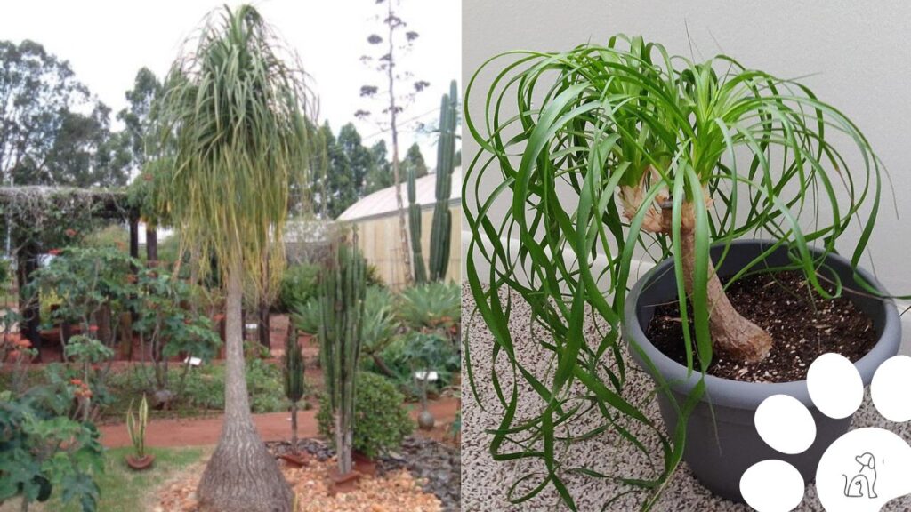 plantas seguras para cachorros