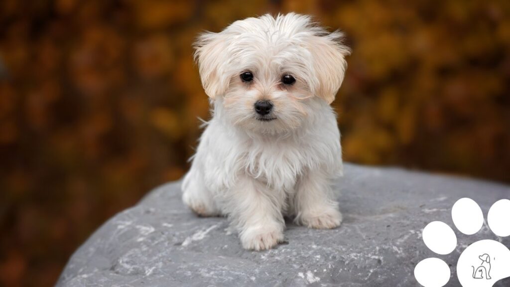 raças de cachorros que soltam pouco pelo