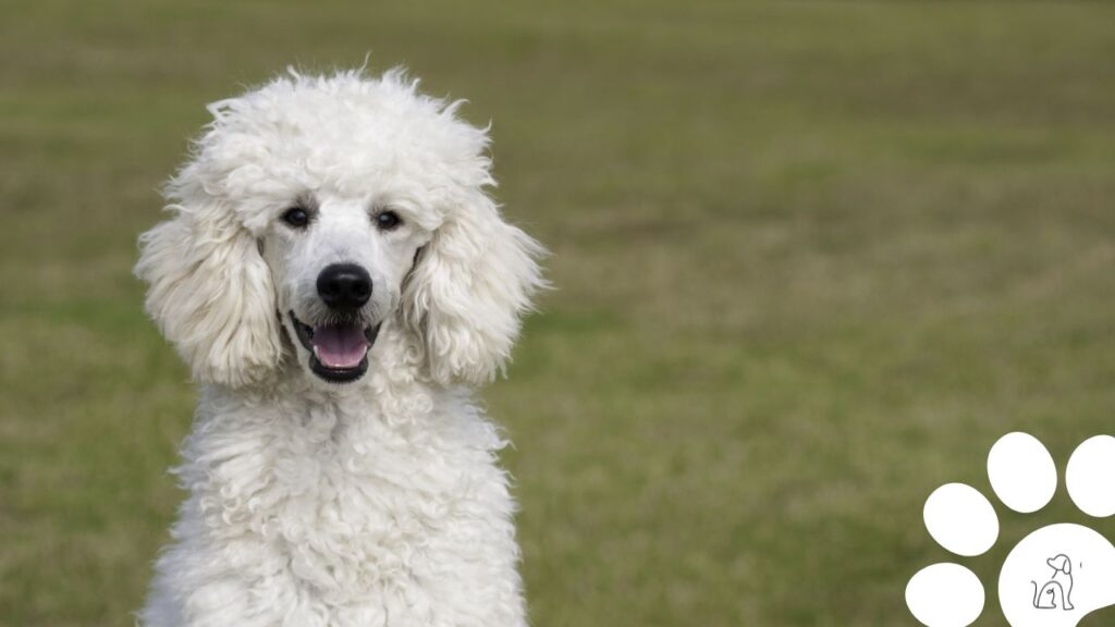 raças de cachorros que soltam pouco pelo