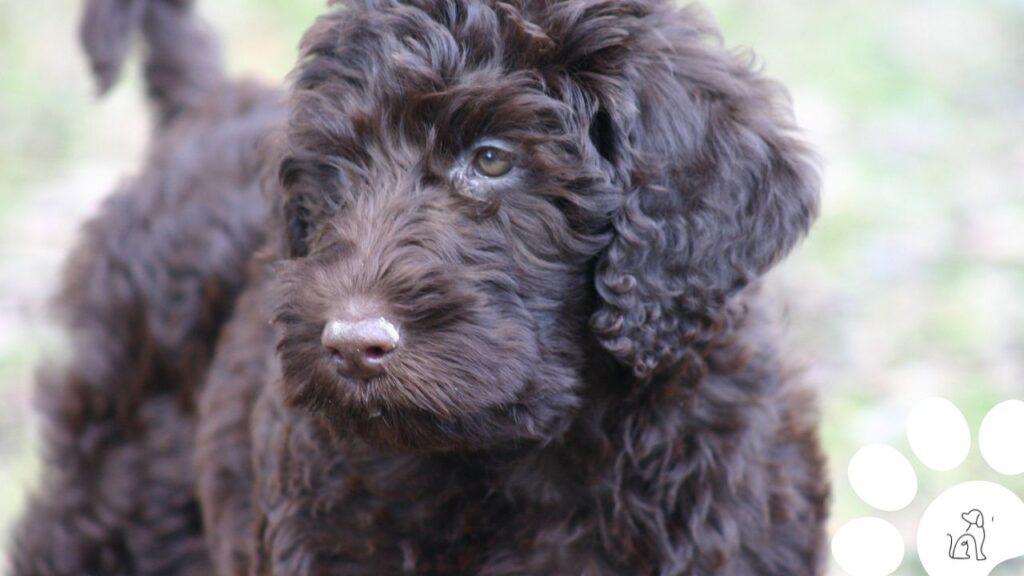 racas de cachorros que soltam pouco pelo labradoodle