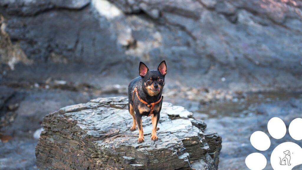 raças de cachorros que soltam pouco pelo