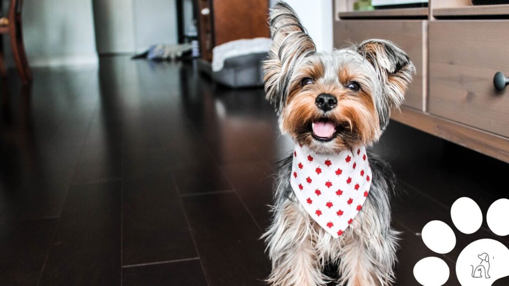 raças de cachorros que soltam pouco pelo