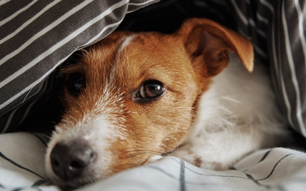 Remédios para verme para cachorro