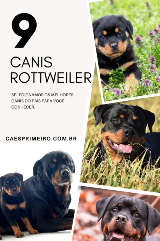 canil rottweiler