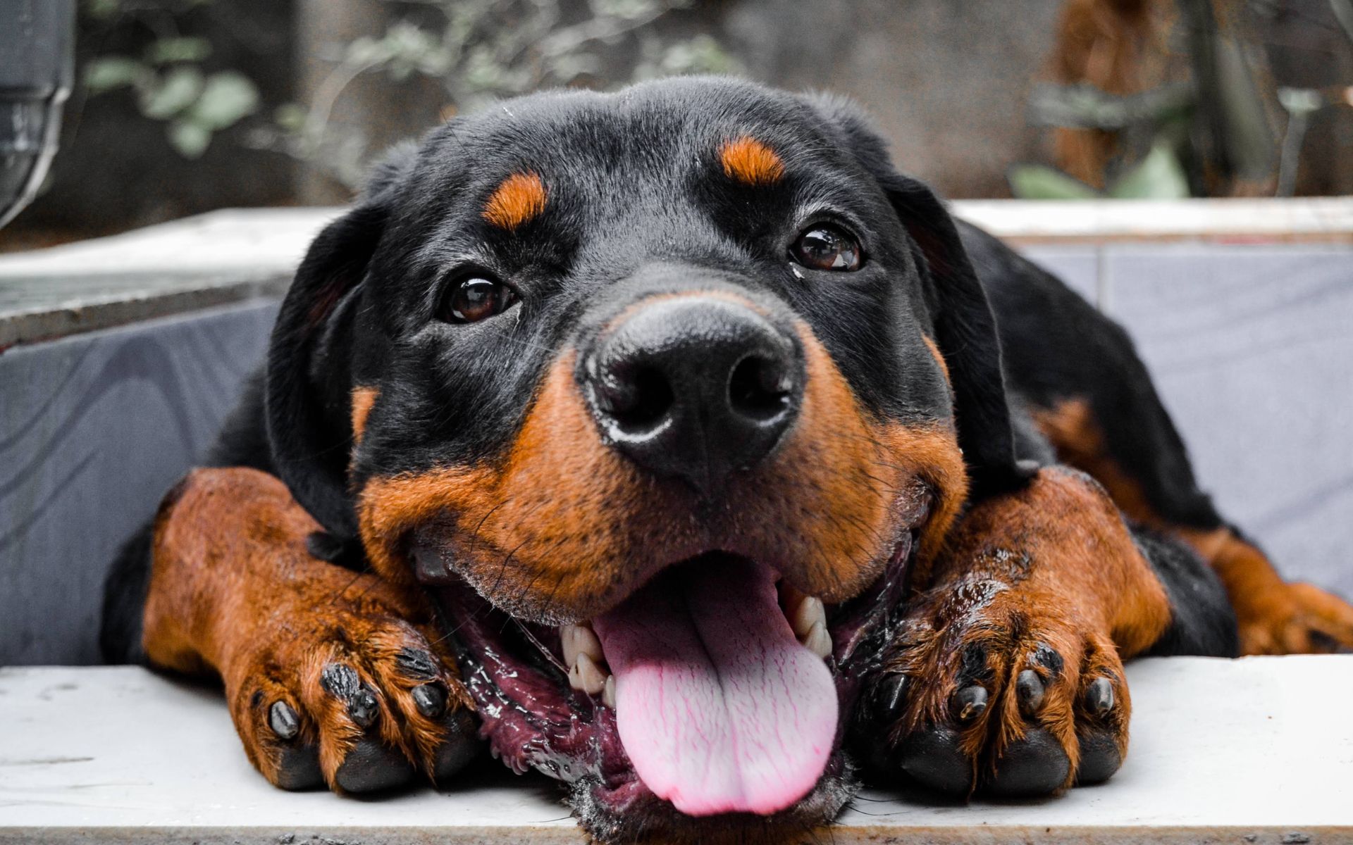 canil rottweiler