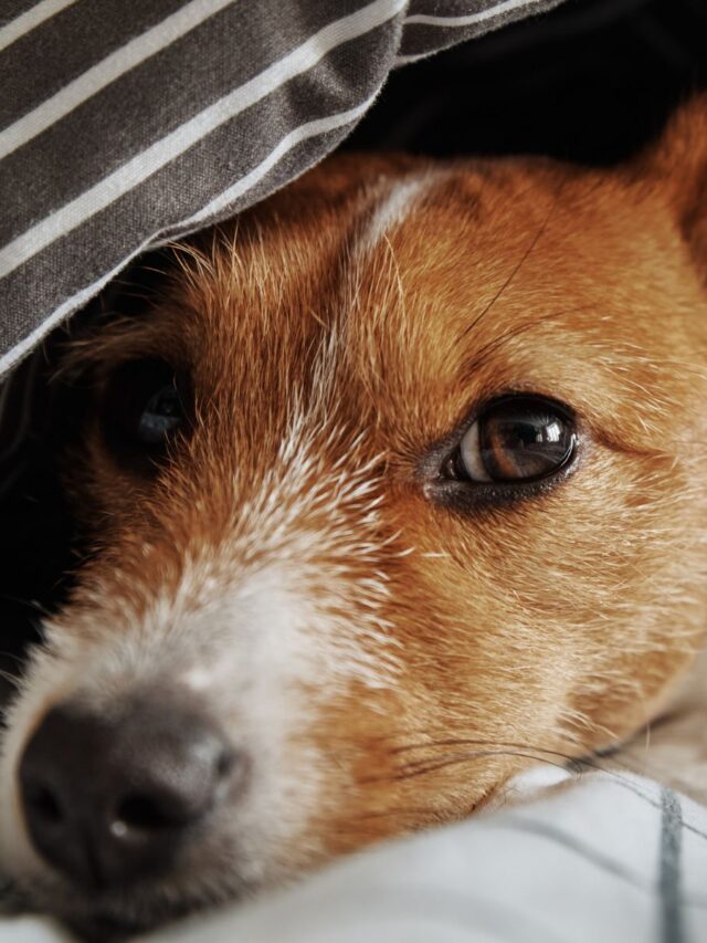 Remédios para verme para cachorro