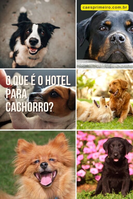 hotel para cachorro