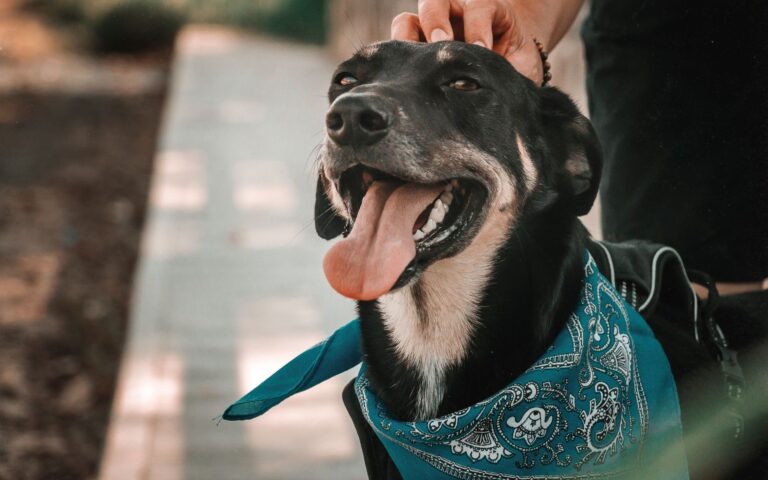 hotel para cachorro perto de mim