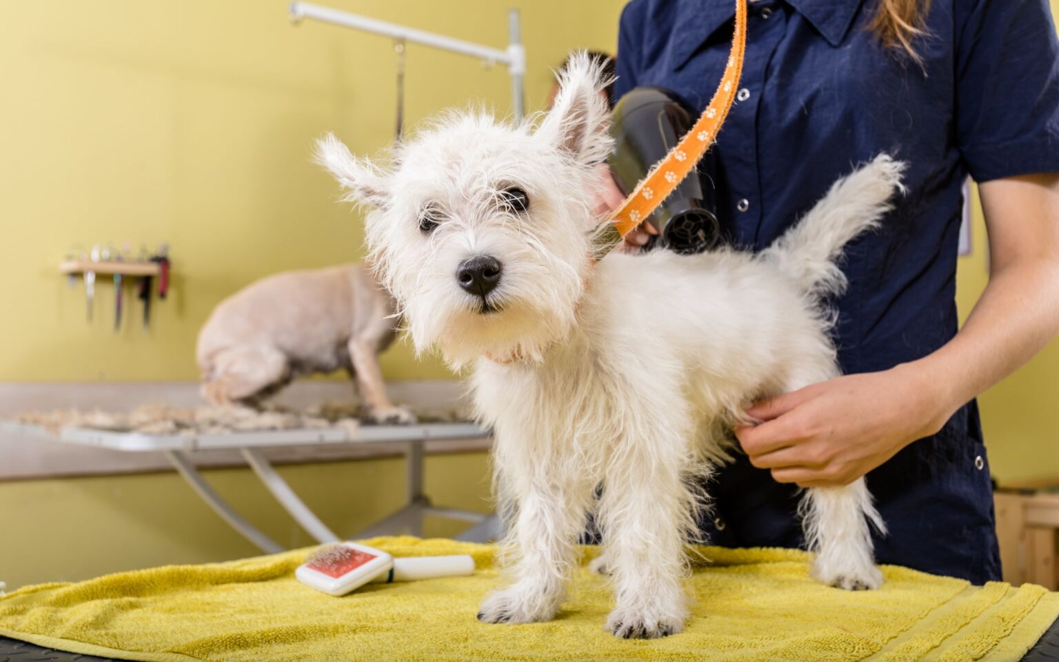 Petshop banho e tosa perto de mim: 3 passos para encontrar