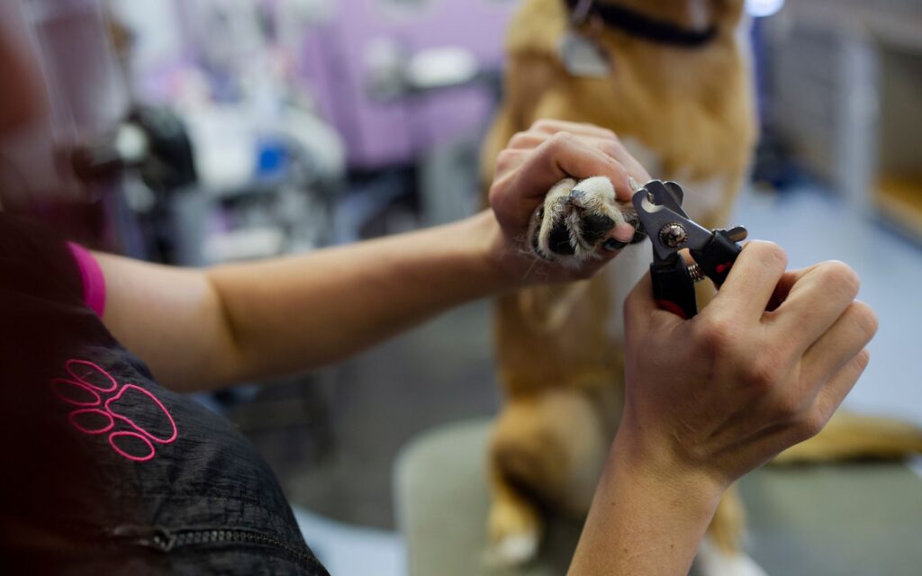 tipos de cortadores de unha para cachorro