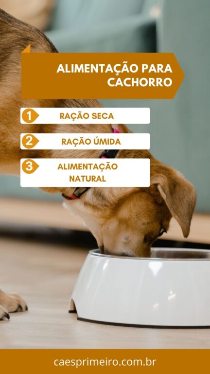 alimentação para cachorro